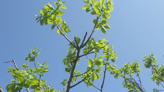 若芽が次々に生えて萌黄色の山に
