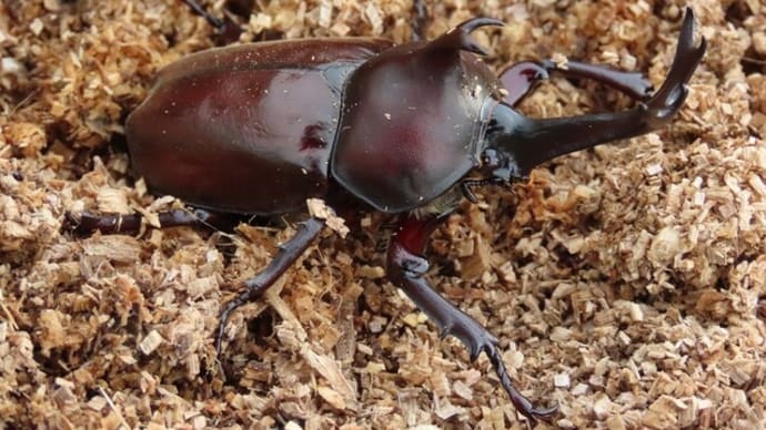 久し振りに見たカブトムシ