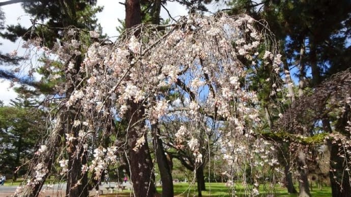 京都御苑・近衛邸跡の糸桜