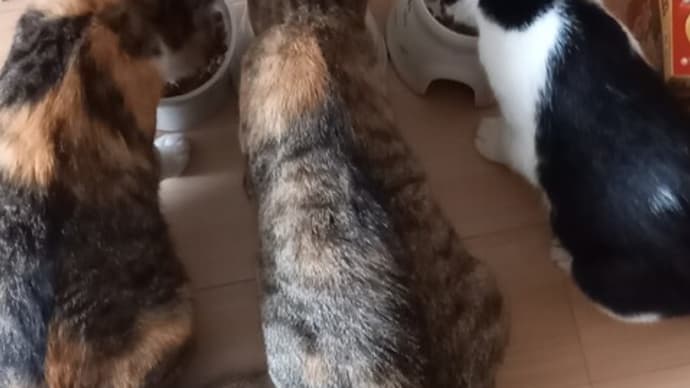 家猫1歳 お誕生日