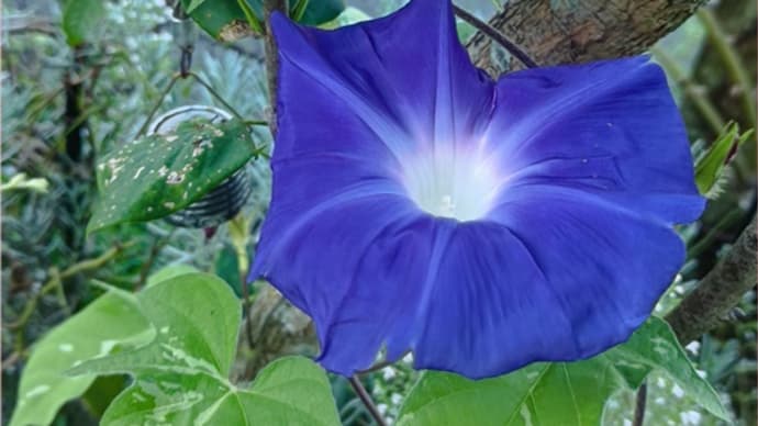 冬咲きクレマチス・シルホサの夏剪定と今日の薔薇
