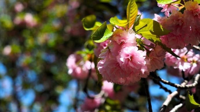 神代植物公園の桜3・八重桜1