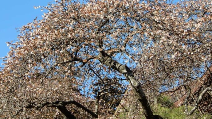 神社のシキザクラ(四季桜)ほか