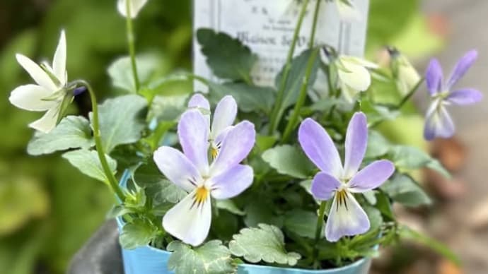 メゾンドビオラ至福のうさぎをナチュラルな寄せ植えに