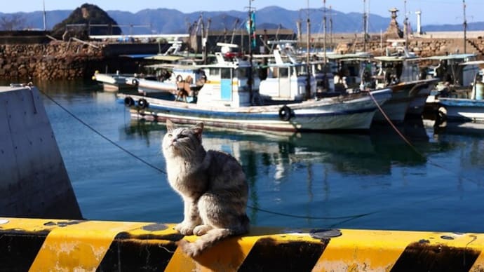 瀬戸内G島の猫たち 2025年2月 その17