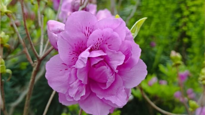 薔薇のようなツツジと黄色く煙るユーフォルビア*ラックス我が家での冬越し方法