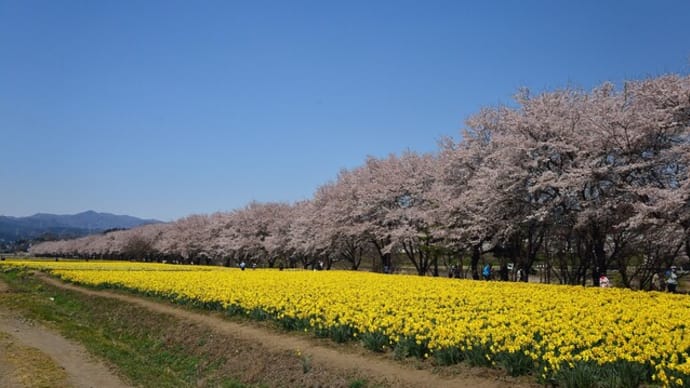 「岩井親水公園」の水仙と桜
