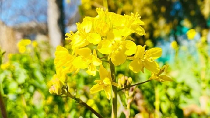 近所の公園にようやく菜の花が咲いた。