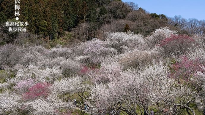 陽だまり散歩。