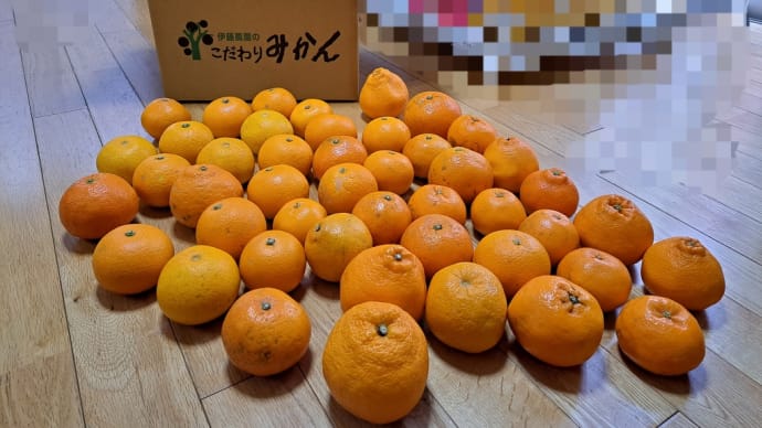 柑橘たっぷり福袋。