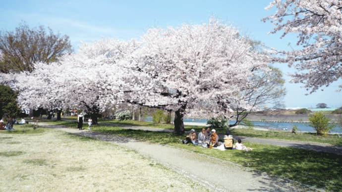上を向いて歩こう~♪ほら、桜が咲いている!@群馬の「穴場」桜スポット