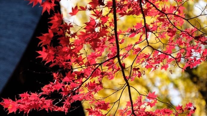紅葉も見納めどき…