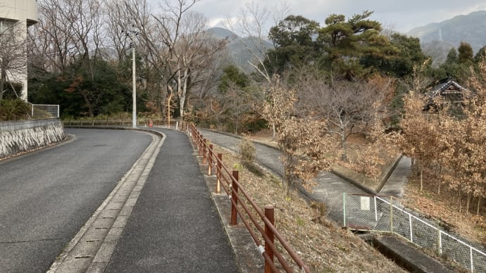 諏訪神社の清掃活動 桜のひこばえ3本 ジョウビタキ 2023年01月09日