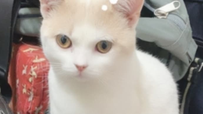 おねだり