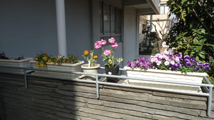 小石川図書館、植木鉢の花