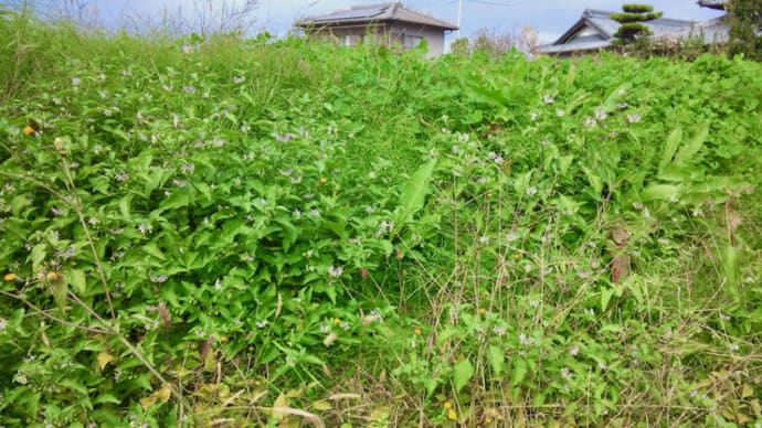 季節外れの草花たち