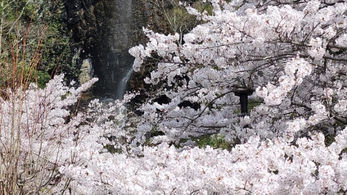 不動の滝の桜