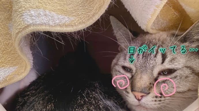 チャンスだったのに