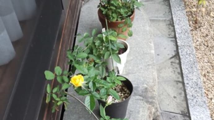 秋薔薇可愛い
