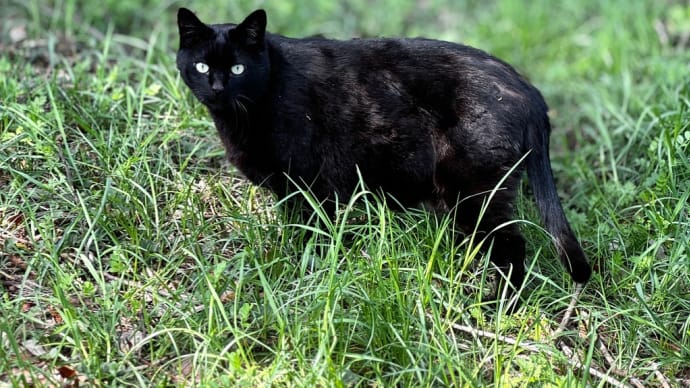 黒猫。