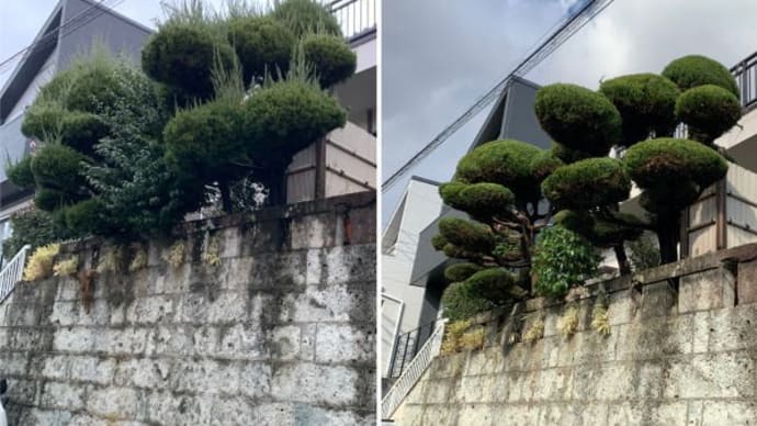 道路と敷地に高低差のあるイブキの剪定作業