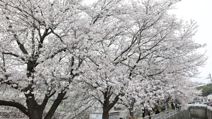 桜見物しながら長旅を癒す新幹線が…！
