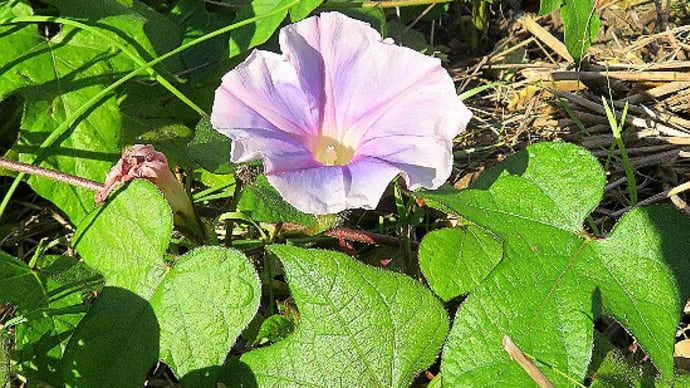 季節外れの花も、朝顔、昼咲き月見草、ルコウソウ、他。