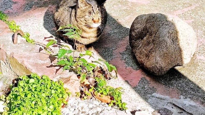 どっち