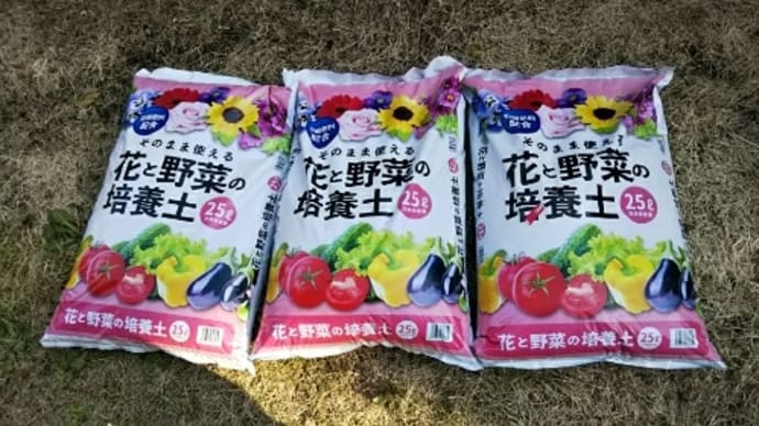 少しは庭らしくなったかな?
