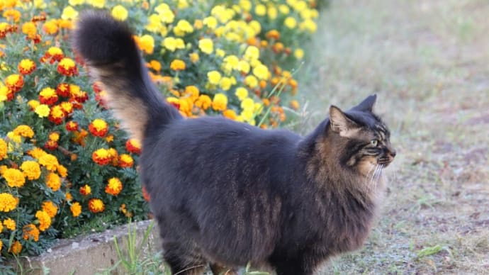 仲良し猫、朝の冒険