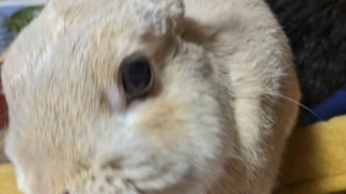 うさぎ学長!わちゃまる君!(その183)、掃除もしよう、わちゃまる君