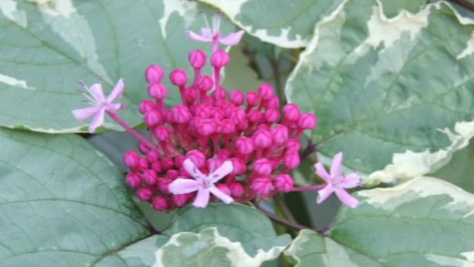 通りすがりの花に憧れて*オニヤンマも森林香も揃えました*