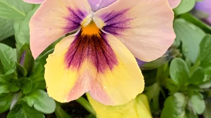 冬の花