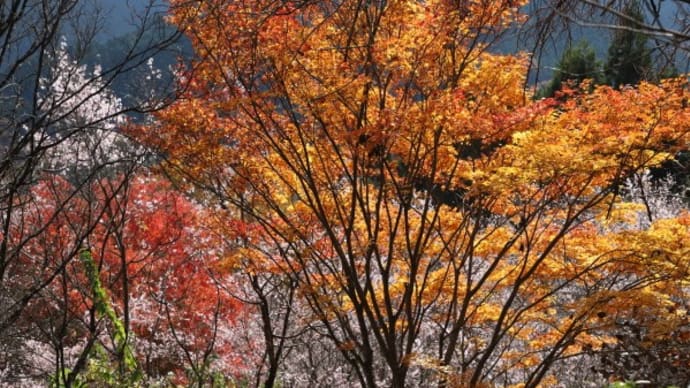 城峯公園の紅葉と冬桜2023
