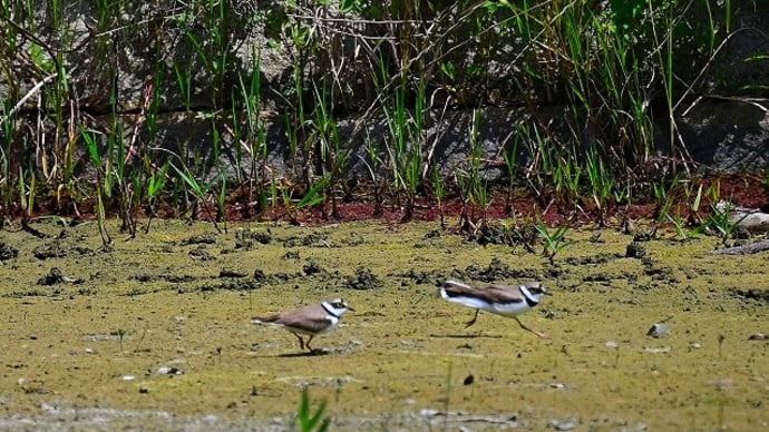 ６月８日鶴見緑地の庭園池　コチドリ２羽