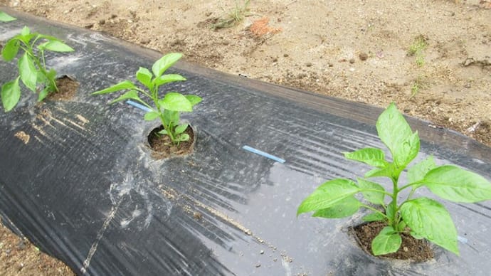ナスとピーマンを不織布のトンネル掛けで植付け