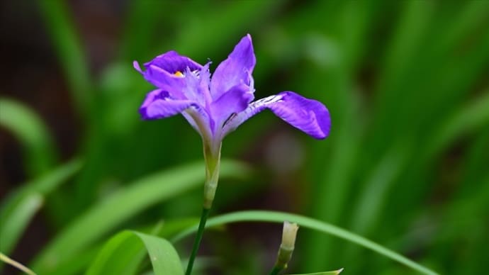 自宅に咲く草花達 2023小満