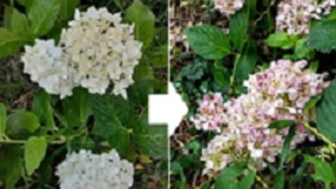 紫陽花の色変わりと向日葵とカサブランカとジニアと見切り品のゼラニウムがキレイに咲いたとです(^◇^)