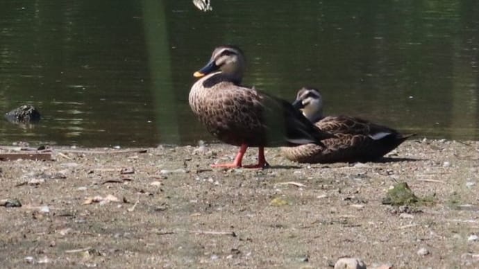 陸に上がったカイツブリの親子　カルガモと仲良しです