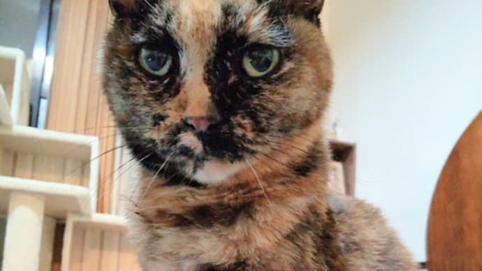 自由人のぶ猫(人なの?猫なの?)