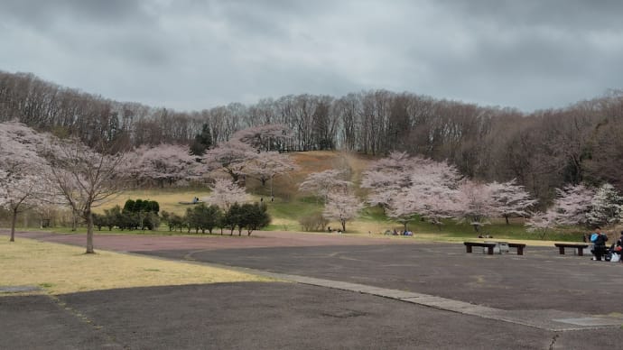 グリーンピア岩沼こども広場の桜