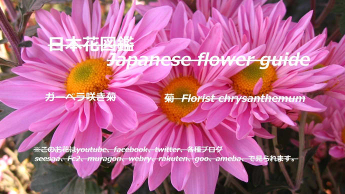 煌めきのよう?!Like a glitter? !!