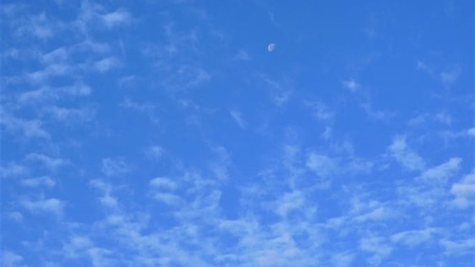 見上げるっていいね。