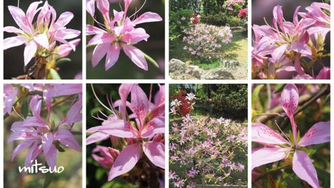 「黐躑躅 ‘花車’の花が咲きました」 MY GARDEN 2022.05.25日撮影