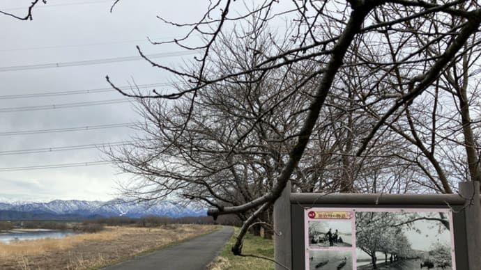 加治川の桜と新発田地域の緑化に向けて(つぶやく)