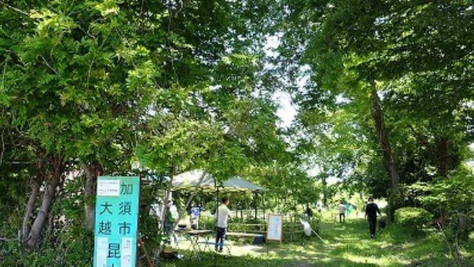加須市大越昆虫館「食べられる野草の観察会・試食会」