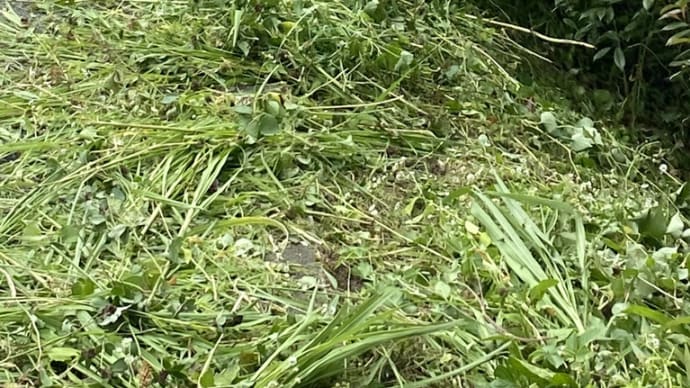 野川沿道も草刈り