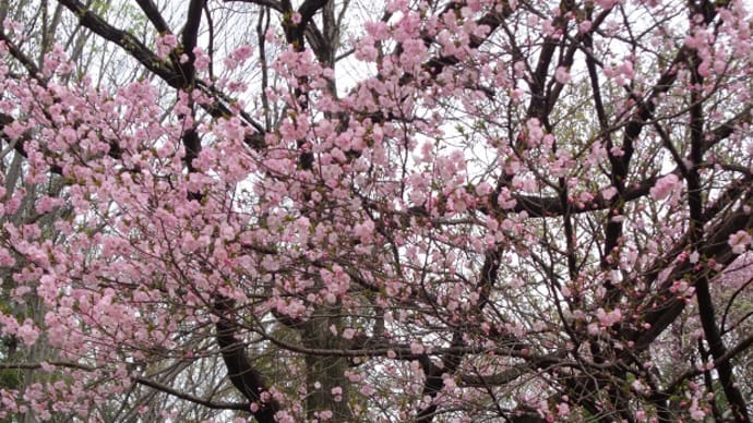 ～桜🌸🌸～