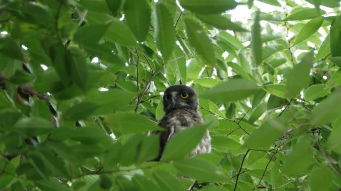 アオバズク親子と出逢う★