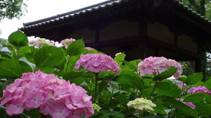 藤森神社の紫陽花苑・後編　＠　京都妖怪探訪（５６０）
